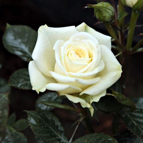 Vendita, rose miniatura, lillipuziane - bianco - Rosa Moonlight Lady™ - rosa dal profumo discreto - Barry & Dawn Eagle - Ideale per decorare i bordi, ricca di fiori a grappolo